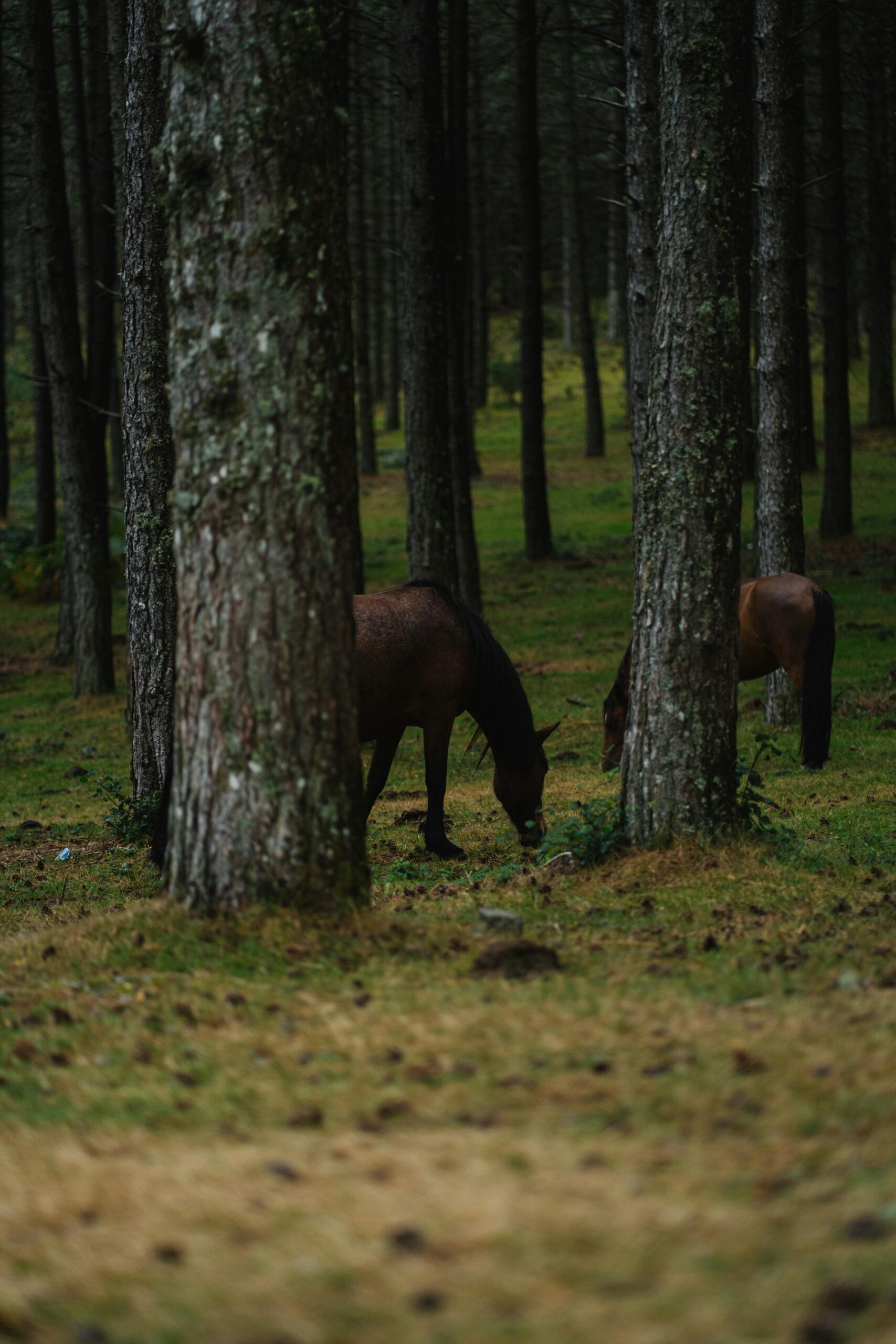 Sustainable Wildlife Tours